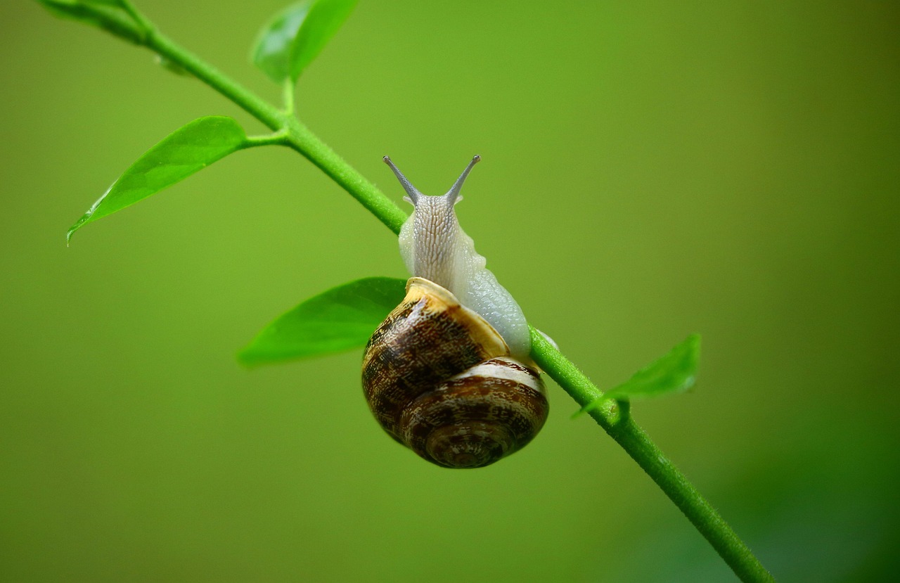 Snail 1