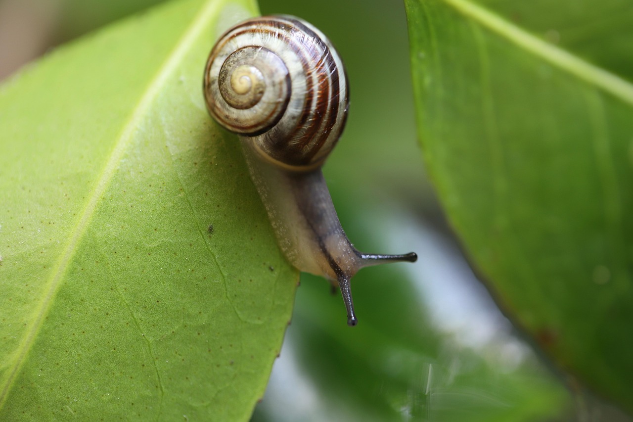 Snail 2